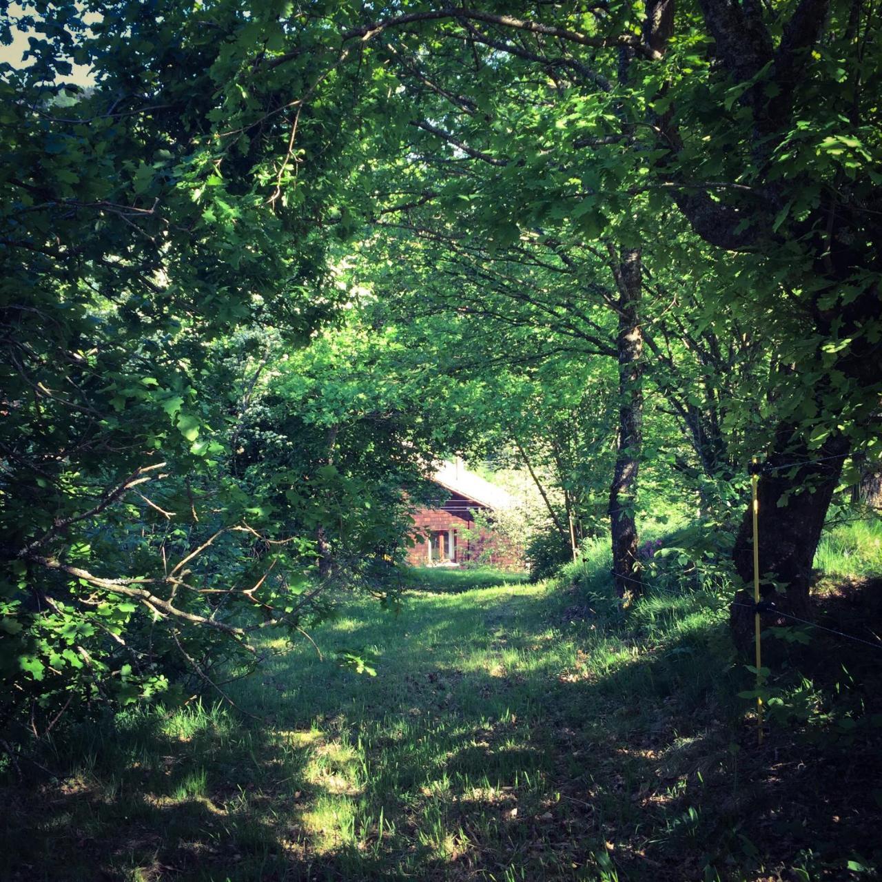 Silver Trees - Glamping Fresse-sur-Moselle المظهر الخارجي الصورة